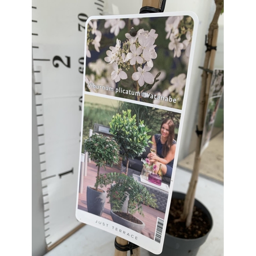 65 - TWO VIBURNUM PLICATUM 'WATANABE' STANDARD TREES APPROX 120-140CM IN HEIGHT IN 3 LTR POTS PLUS VAT TO... 