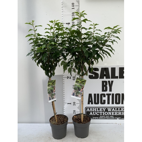 66 - TWO PRUNUS LUSITANICA 'AUGUSTFOLIA' STANDARD TREES APPROX 120-130CM IN HEIGHT IN 3LTR POTS PLUS VAT ... 