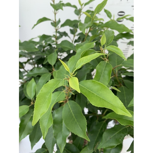 66 - TWO PRUNUS LUSITANICA 'AUGUSTFOLIA' STANDARD TREES APPROX 120-130CM IN HEIGHT IN 3LTR POTS PLUS VAT ... 