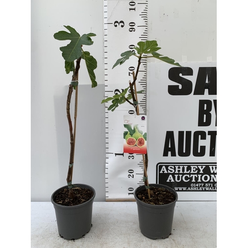 68 - TWO FIG FICUS CARICA IN 2 LTR POTS APPROX 80CM IN HEIGHT NO VAT TO BE SOLD FOR THE TWO