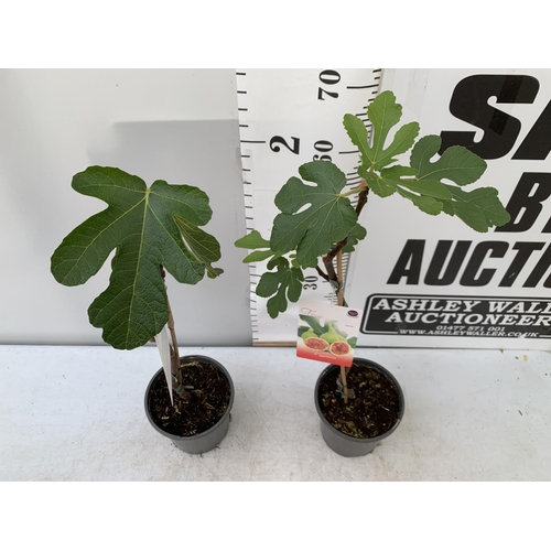 68 - TWO FIG FICUS CARICA IN 2 LTR POTS APPROX 80CM IN HEIGHT NO VAT TO BE SOLD FOR THE TWO