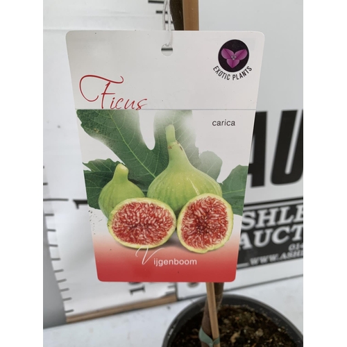 68 - TWO FIG FICUS CARICA IN 2 LTR POTS APPROX 80CM IN HEIGHT NO VAT TO BE SOLD FOR THE TWO