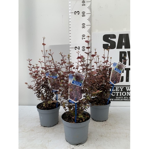 69 - THREE LOPHOMYRTUS RALPHII NEW ZEALAND MYRTLE  'BLACK PEARL' IN 2 LTR POTS HEIGHT APPROX 60CM TO BE S... 