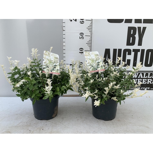 71 - TWO EUONYMUS FORTUNA 'HARLEQUIN' IN 3 LTR POTS APPROX 40CM IN HEIGHT PLUS VAT TO BE SOLD FOR THE TWO