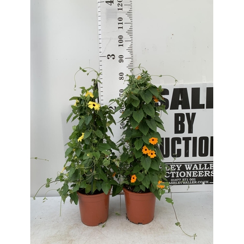 75 - TWO BLACK-EYED SUSAN THUNBERGIA ALATA ORANGE AND YELLOW IN 3 LTR POTS APPROX 80CM IN HEIGHT PLUS VAT... 