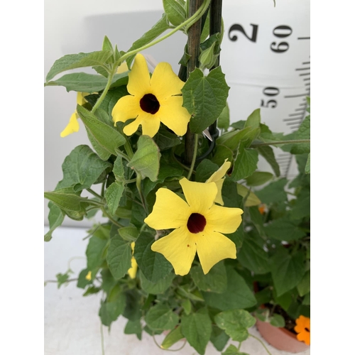 75 - TWO BLACK-EYED SUSAN THUNBERGIA ALATA ORANGE AND YELLOW IN 3 LTR POTS APPROX 80CM IN HEIGHT PLUS VAT... 