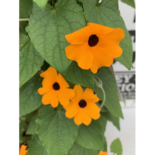 75 - TWO BLACK-EYED SUSAN THUNBERGIA ALATA ORANGE AND YELLOW IN 3 LTR POTS APPROX 80CM IN HEIGHT PLUS VAT... 