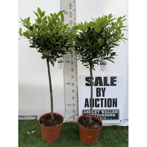 76 - A PAIR OF STANDARD BAY TREES LAURUS NOBILIS IN 10 LTR POTS APPROX 150CM IN HEIGHT TO BE SOLD FOR THE... 