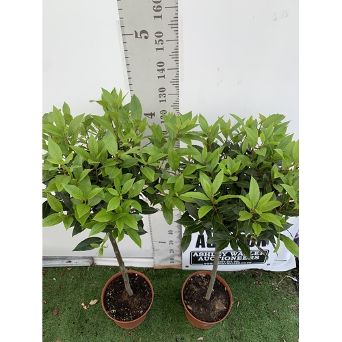 76 - A PAIR OF STANDARD BAY TREES LAURUS NOBILIS IN 10 LTR POTS APPROX 150CM IN HEIGHT TO BE SOLD FOR THE... 