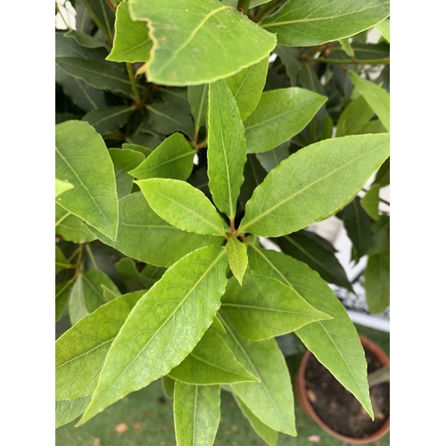 76 - A PAIR OF STANDARD BAY TREES LAURUS NOBILIS IN 10 LTR POTS APPROX 150CM IN HEIGHT TO BE SOLD FOR THE... 