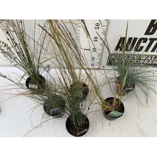 27 - SIX MIXED ORNAMENTAL GRASSES TO INCLUDE  TWO CALAMAGROSTIS OVERDAM, TWO FESTUCA 'ELIJAH BLUE', AND T... 