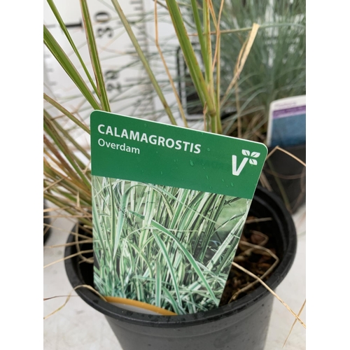 27 - SIX MIXED ORNAMENTAL GRASSES TO INCLUDE  TWO CALAMAGROSTIS OVERDAM, TWO FESTUCA 'ELIJAH BLUE', AND T... 