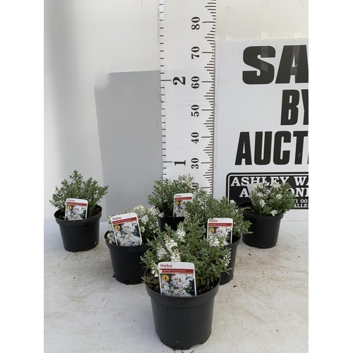 48 - SIX HEBE WHITE PINGUFOLIA 'SUTHERLANDII' IN 1.5 LTR POTS PLUS VAT TO BE SOLD FOR THE SIX