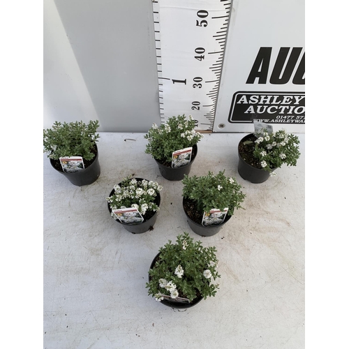 48 - SIX HEBE WHITE PINGUFOLIA 'SUTHERLANDII' IN 1.5 LTR POTS PLUS VAT TO BE SOLD FOR THE SIX