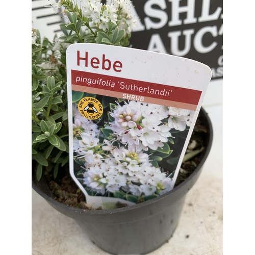 48 - SIX HEBE WHITE PINGUFOLIA 'SUTHERLANDII' IN 1.5 LTR POTS PLUS VAT TO BE SOLD FOR THE SIX