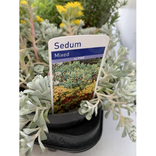 62 - SIX MIXED ALPINES AND PERENNIALS TO INCLUDE SEDUM 'GOLDEN STONECROP' ALPINES, PHLOX 'CANDY STRIPES' ... 