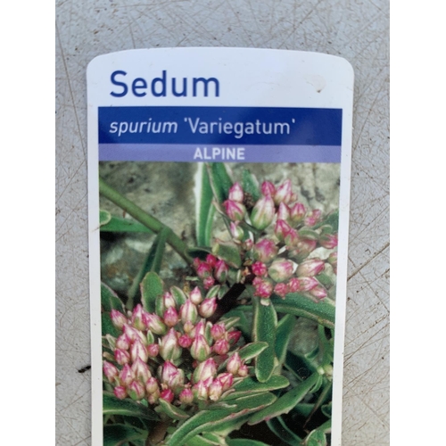 62 - SIX MIXED ALPINES AND PERENNIALS TO INCLUDE SEDUM 'GOLDEN STONECROP' ALPINES, PHLOX 'CANDY STRIPES' ... 