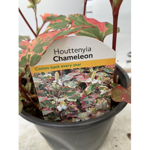 139 - THREE MIXED SHRUBS HOUTTENYIA CHAMELEON IN 1.5 LTR POT, AZALEA FORSTED ORANGE AND ANDROMEDA BLUE ICE... 