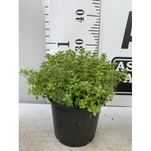 142 - SIX THYME 'ARCHERS GOLD' IN 1 LTR POTS APPROX 20CM IN HEIGHT NO VAT TO BE SOLD FOR THE SIX