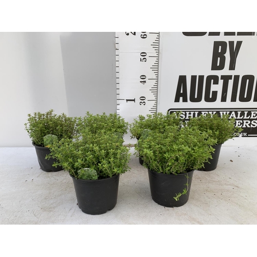 142 - SIX THYME 'ARCHERS GOLD' IN 1 LTR POTS APPROX 20CM IN HEIGHT NO VAT TO BE SOLD FOR THE SIX