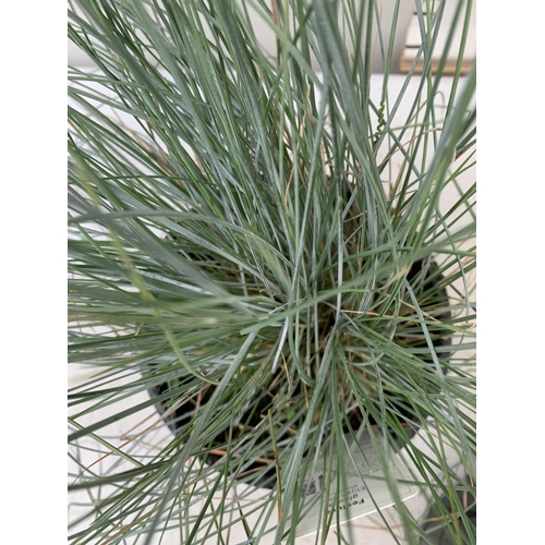 143 - THREE ORNAMENTAL GRASSES FESTUCA GLAUCA 'ELIJAH BLUE' APPROX 40CM IN HEIGHT IN 2 LTR POTS PLUS VAT T... 