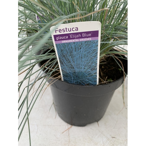 143 - THREE ORNAMENTAL GRASSES FESTUCA GLAUCA 'ELIJAH BLUE' APPROX 40CM IN HEIGHT IN 2 LTR POTS PLUS VAT T... 