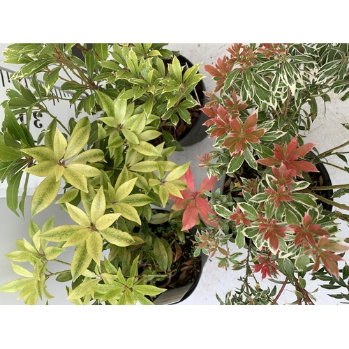 158 - THREE MIXED PIERIS JAPONICA 'CARNAVAL' AND 'LITTLE HEATH' AND 'FOREST FLAME' 30-50CM IN HEIGHT IN 2 ... 