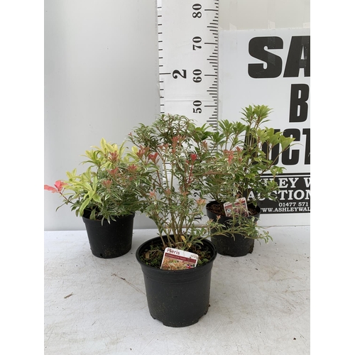 158 - THREE MIXED PIERIS JAPONICA 'CARNAVAL' AND 'LITTLE HEATH' AND 'FOREST FLAME' 30-50CM IN HEIGHT IN 2 ... 