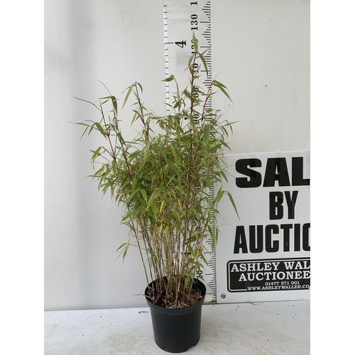 136 - A BAMBOO FARGESIA 'NITIDA' APPROX 120CM IN HEIGHT IN 4 LTR POT PLUS VAT