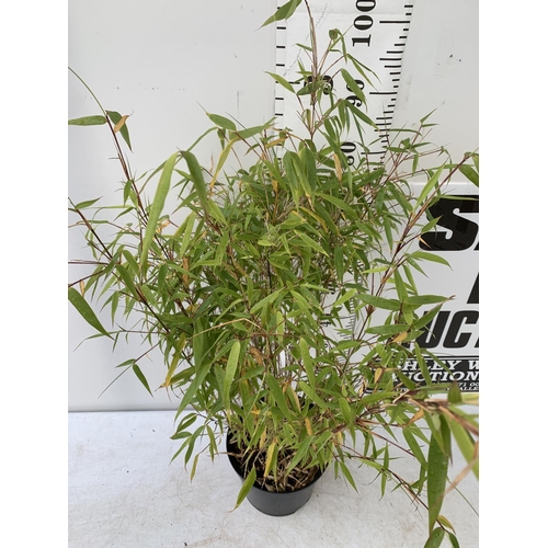 136 - A BAMBOO FARGESIA 'NITIDA' APPROX 120CM IN HEIGHT IN 4 LTR POT PLUS VAT