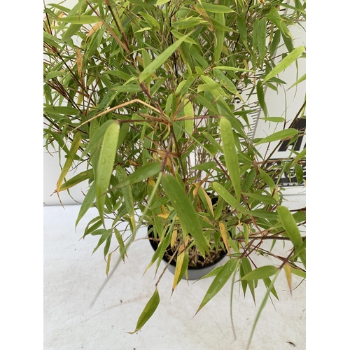 136 - A BAMBOO FARGESIA 'NITIDA' APPROX 120CM IN HEIGHT IN 4 LTR POT PLUS VAT