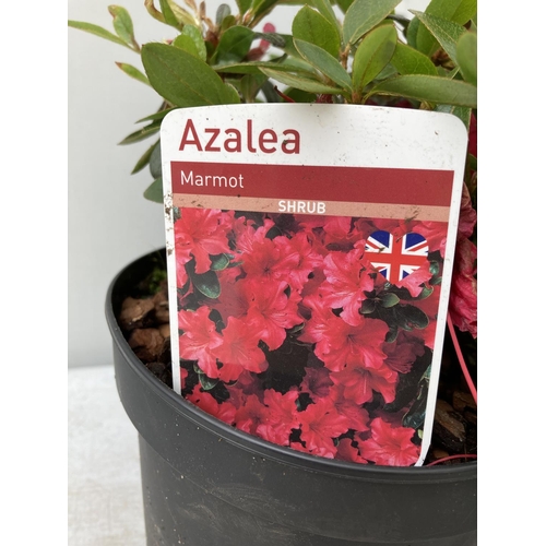 96 - MIXED LOT OF THREE SHRUBS AZALEA, PROSTANTHERA CUNEATA, PIERIS JAPONICA MOUNTAIN FIRE IN 2 LTR POTS ... 