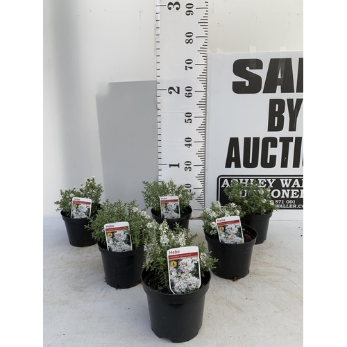 97 - SIX HEBE WHITE PINGUFOLIA 'SUTHERLANDII' IN 1.5 LTR POTS PLUS VAT TO BE SOLD FOR THE SIX