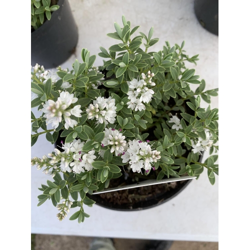 97 - SIX HEBE WHITE PINGUFOLIA 'SUTHERLANDII' IN 1.5 LTR POTS PLUS VAT TO BE SOLD FOR THE SIX