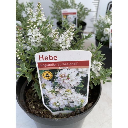 97 - SIX HEBE WHITE PINGUFOLIA 'SUTHERLANDII' IN 1.5 LTR POTS PLUS VAT TO BE SOLD FOR THE SIX