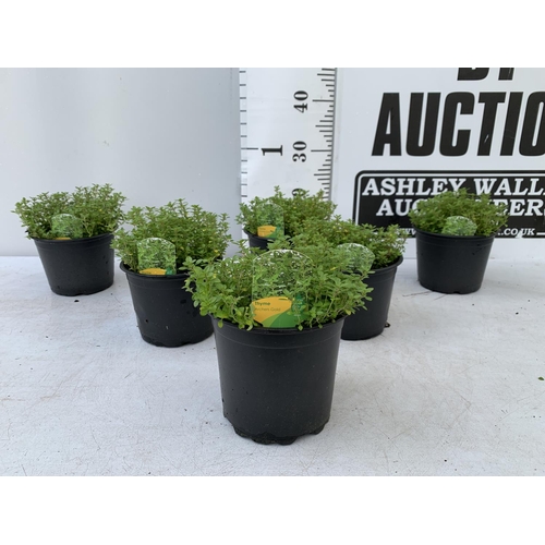 98 - SIX THYME 'ARCHERS GOLD' IN 1 LTR POTS APPROX 20CM IN HEIGHT NO VAT TO BE SOLD FOR THE SIX