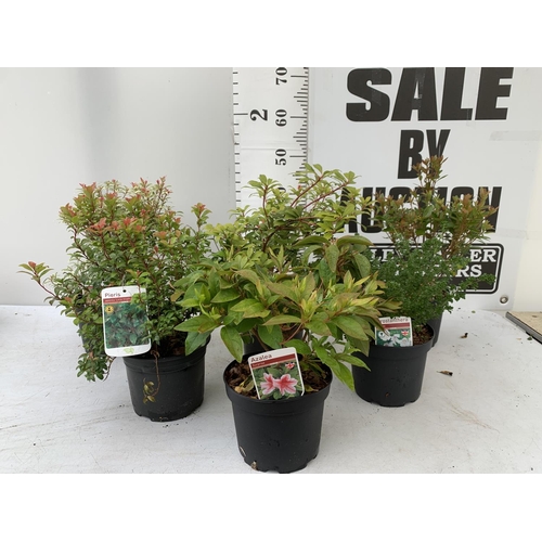 99 - SIX MIXED SHRUBS PROSTANTHERA 'CUNEATA' AZALEA RED SURPRISE AND ORANGE BEAUTY, PIERIS JAPONICA 'LITT... 