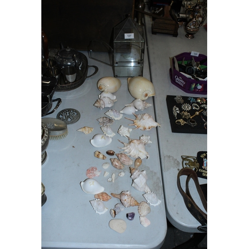 127 - A LARGE QUANTITY OF VINTAGE SHELLS TO INCLUDE TWO LARGE INDIAN OCEAN CONCH SHELLS, LAMBIS SHELLS ETC... 