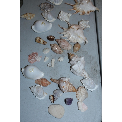 127 - A LARGE QUANTITY OF VINTAGE SHELLS TO INCLUDE TWO LARGE INDIAN OCEAN CONCH SHELLS, LAMBIS SHELLS ETC... 