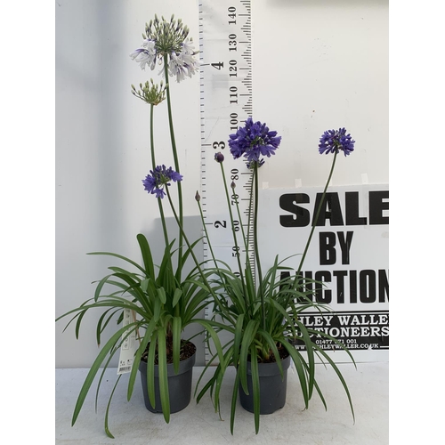 1 - TWO AGAPANTHUS 'FIREWORKS' AND 'EVER SAPPHIRE' IN FLOWER APPROX 100-130CM IN HEIGHT IN 3 LTR POTS PL... 