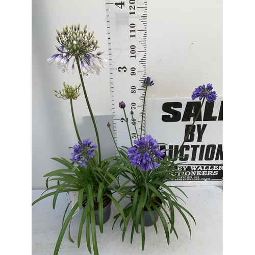 1 - TWO AGAPANTHUS 'FIREWORKS' AND 'EVER SAPPHIRE' IN FLOWER APPROX 100-130CM IN HEIGHT IN 3 LTR POTS PL... 