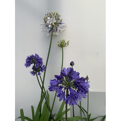 1 - TWO AGAPANTHUS 'FIREWORKS' AND 'EVER SAPPHIRE' IN FLOWER APPROX 100-130CM IN HEIGHT IN 3 LTR POTS PL... 