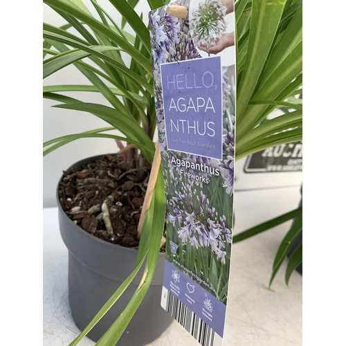 1 - TWO AGAPANTHUS 'FIREWORKS' AND 'EVER SAPPHIRE' IN FLOWER APPROX 100-130CM IN HEIGHT IN 3 LTR POTS PL... 