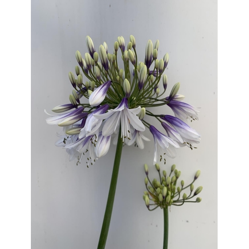 1 - TWO AGAPANTHUS 'FIREWORKS' AND 'EVER SAPPHIRE' IN FLOWER APPROX 100-130CM IN HEIGHT IN 3 LTR POTS PL... 