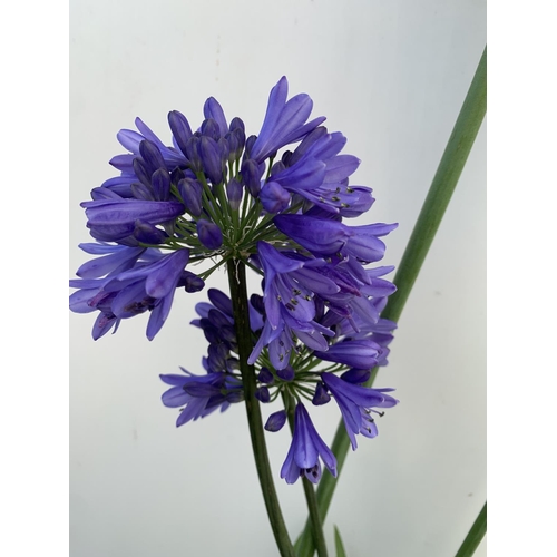 1 - TWO AGAPANTHUS 'FIREWORKS' AND 'EVER SAPPHIRE' IN FLOWER APPROX 100-130CM IN HEIGHT IN 3 LTR POTS PL... 