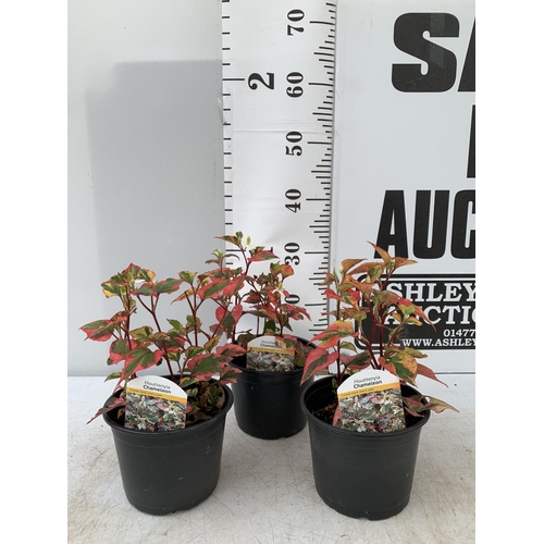 101 - THREE HOUTTENYIA 'CHAMELEON' IN FLOWER IN 2 LTR POTS APPROX 40CM IN HEIGHT PLUS VAT TO BE SOLD FOR T... 