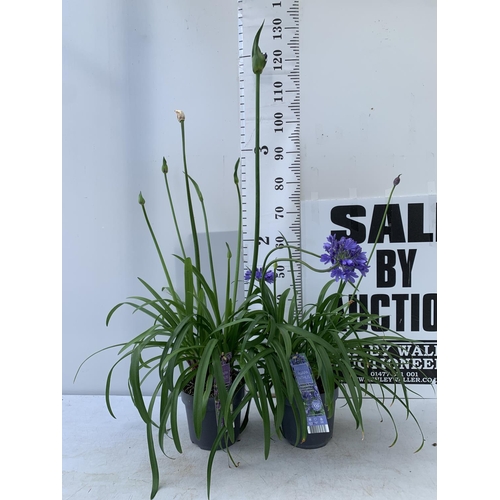 102 - TWO AGAPANTHUS 'POPPIN' PURPLE' AND 'EVER SAPPHIRE' IN FLOWER APPROX 80CM -130CM IN HEIGHT IN 3 LTR ... 