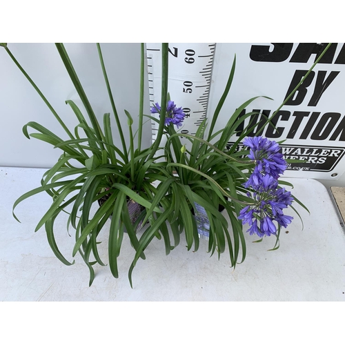 102 - TWO AGAPANTHUS 'POPPIN' PURPLE' AND 'EVER SAPPHIRE' IN FLOWER APPROX 80CM -130CM IN HEIGHT IN 3 LTR ... 