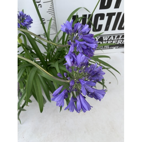 102 - TWO AGAPANTHUS 'POPPIN' PURPLE' AND 'EVER SAPPHIRE' IN FLOWER APPROX 80CM -130CM IN HEIGHT IN 3 LTR ... 