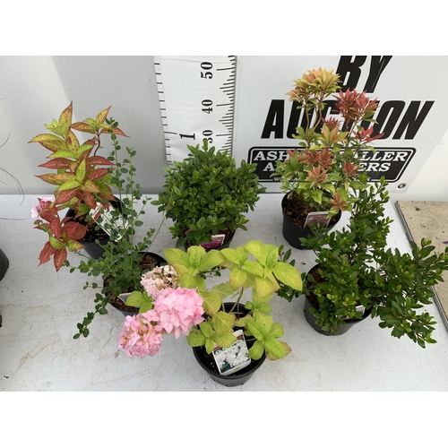 103 - MIXED LOT OF SIX SHRUBS AZALEA 'FROSTED ORANGE' AND 'GEISHA LILAC' PROSTANTHERA CUNEATA, PIERIS JAPO... 